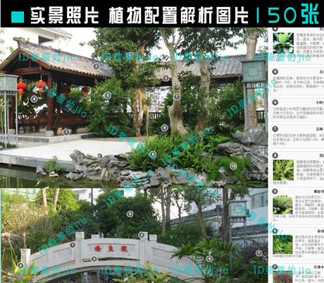 精选150张植物配置分析实景参考图 园林景观植物解析设计素材